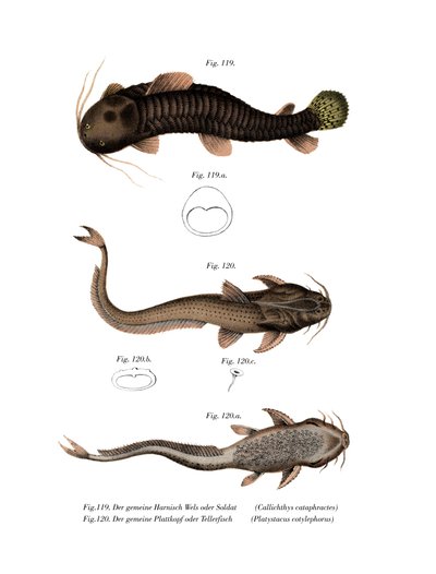 Gepanzerter Wels (Farblithografie) von German School