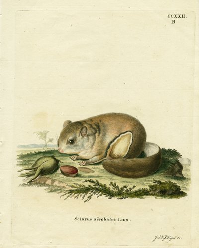 Australischer Zwerggleitbeutler von German School