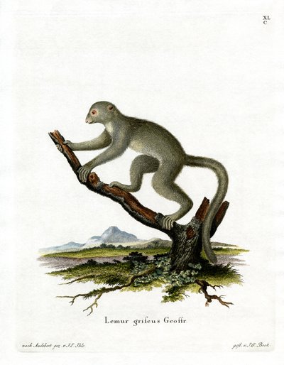 Bambuslemur von German School