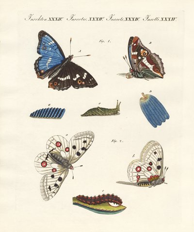 Schöne Schmetterlinge von German School