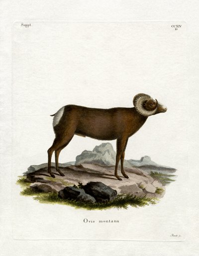 Dickhornschaf von German School