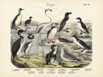 Vögel, um 1860 von German School
