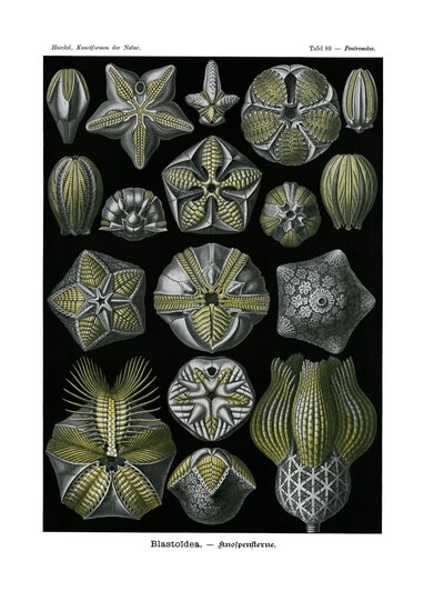 Blastoidea von German School