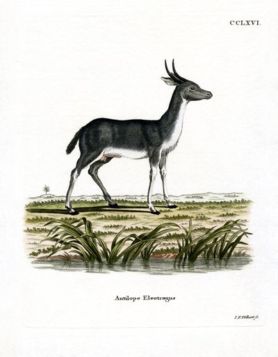 Bohor-Riedbock von German School