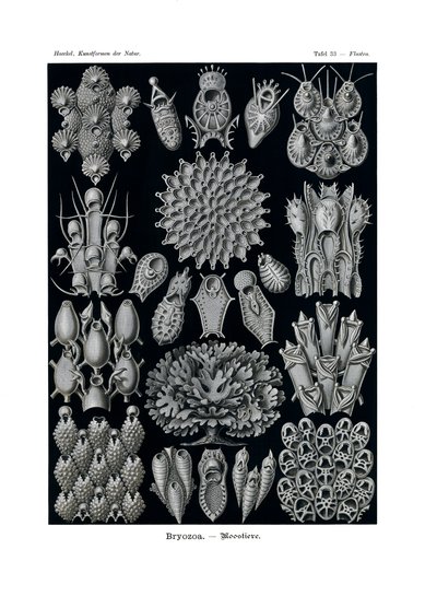 Bryozoa von German School