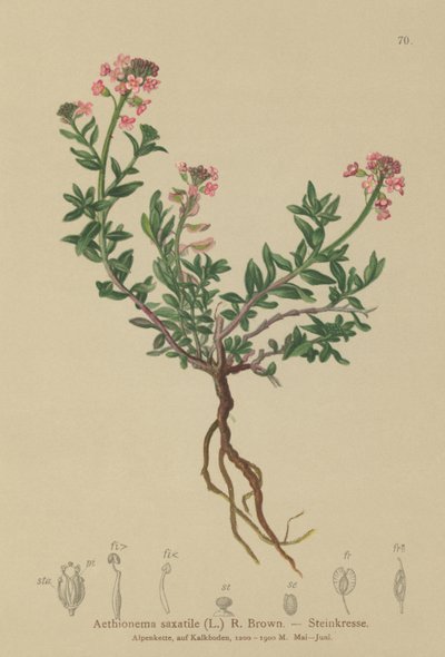 Stein-Schleifenblume von German School