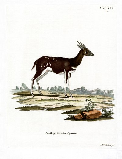 Buschbock von German School
