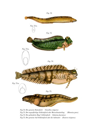 Butterfisch von German School