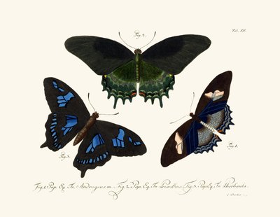 Schmetterlinge von German School