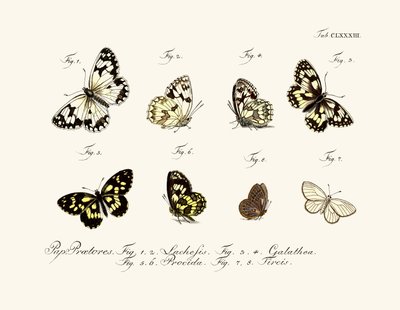 Schmetterlinge von German School