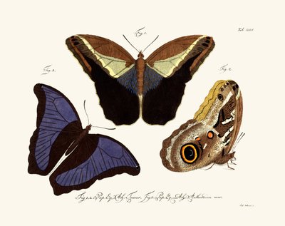 Schmetterlinge, 1783-1806 von German School