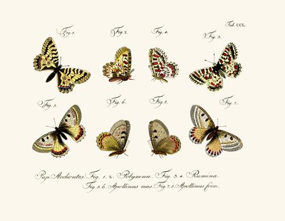 Schmetterlinge, 1783-1806 von German School