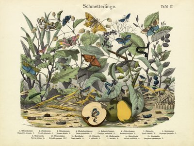Schmetterlinge, um 1860 von German School
