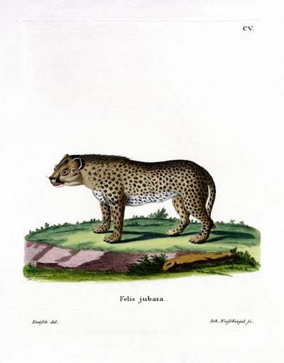 Gepard von German School