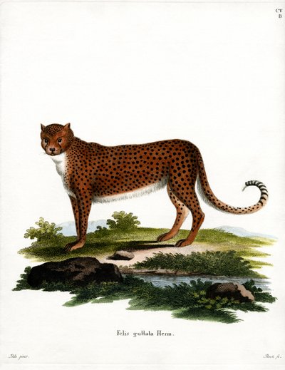 Gepard von German School