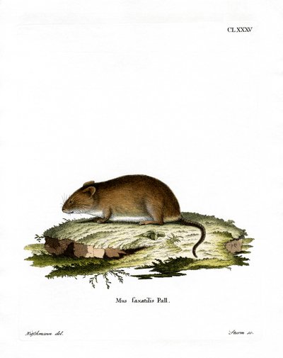 Klippenmaus von German School