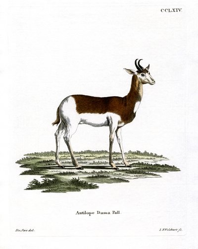 Dama-Gazelle von German School