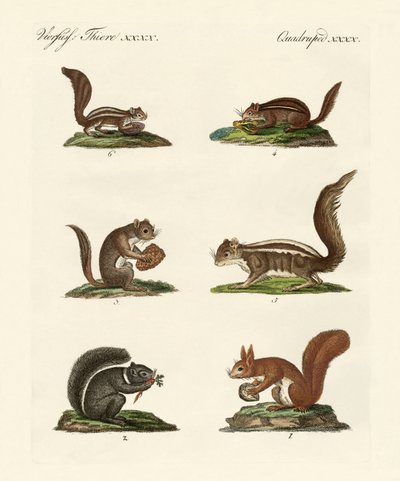 Verschiedene Arten von Eichhörnchen von German School
