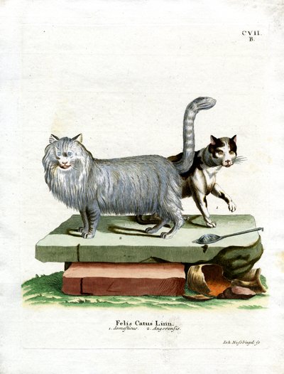 Hauskatze von German School