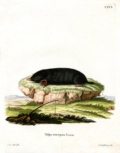 Europäischer Maulwurf von German School