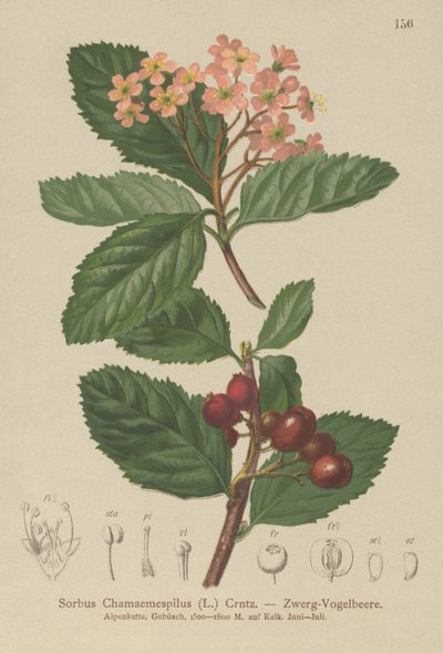 Zwerg-Mehlbeere von German School