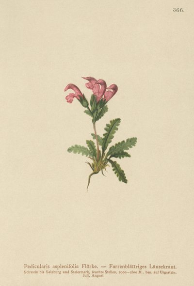 Farnblättriges Läusekraut (Pedicularis asplenifolia) von German School