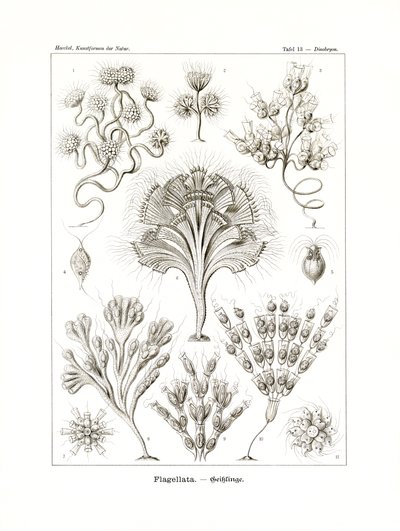 Flagellata von German School