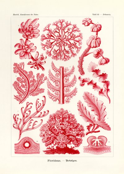 Florideae oder Rhodophyceae von German School