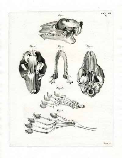 Fliegender Lemur-Schädel von German School