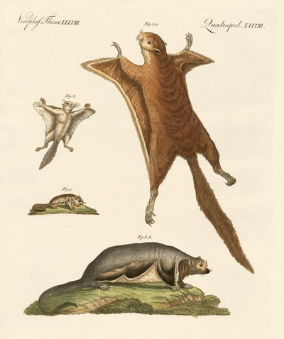 Fliegende Eichhörnchen von German School