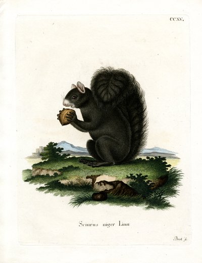Fuchshörnchen von German School