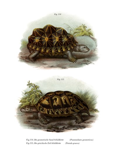 Geometrische Schildkröte von German School
