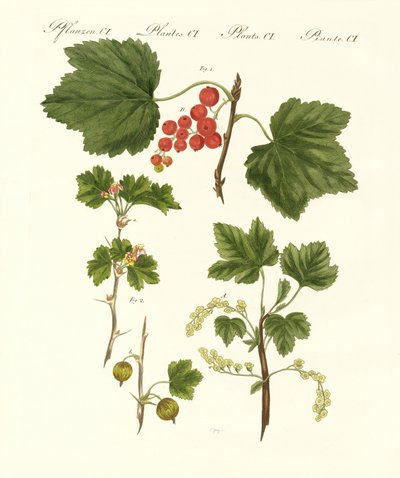 Deutsche Obstsorten von German School
