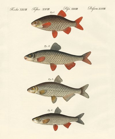 Deutsche Flussfische von German School