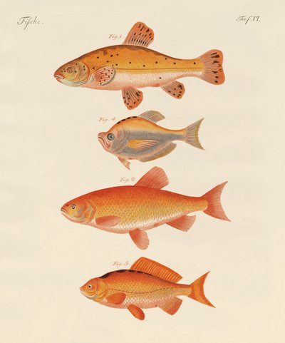 Goldfisch von German School