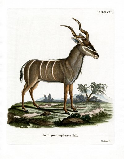 Großer Kudu von German School