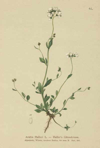 Hallers Gänsekresse (Arabis Halleri) von German School