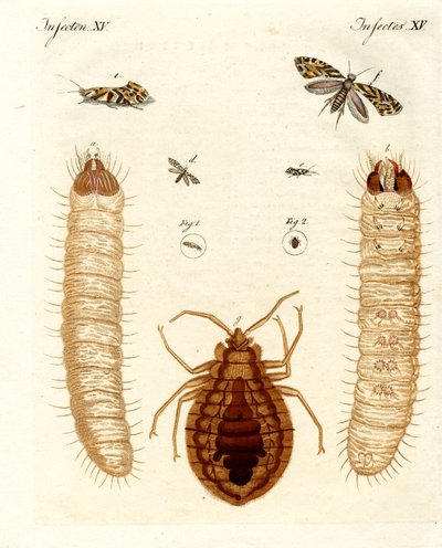 Schädliche Insekten von German School