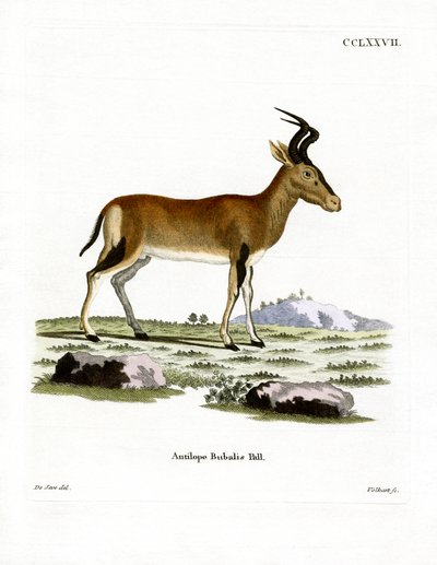 Hartebeest von German School