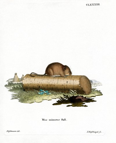 Erntemaus von German School
