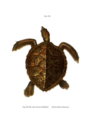 Echte Karettschildkröte von German School