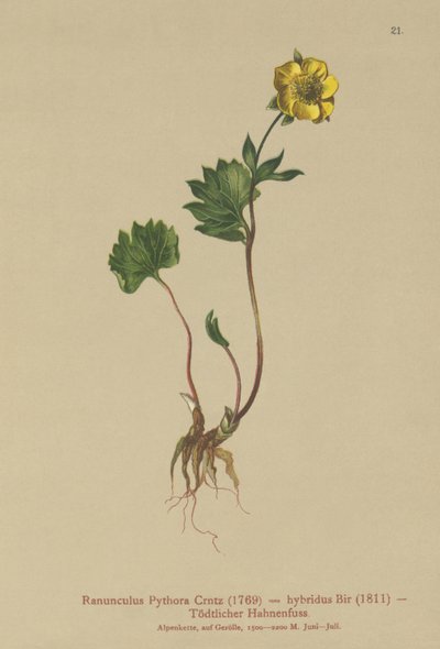 Hybrid-Hahnenfuß (Ranunculus Pythora, Ranunculus hybridus) von German School