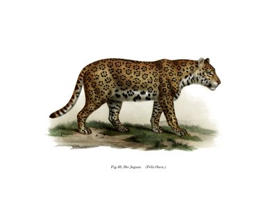 Jaguar, 1860 von German School