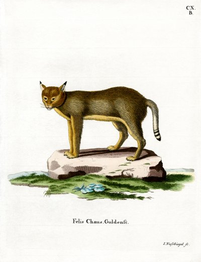 Dschungelkatze von German School