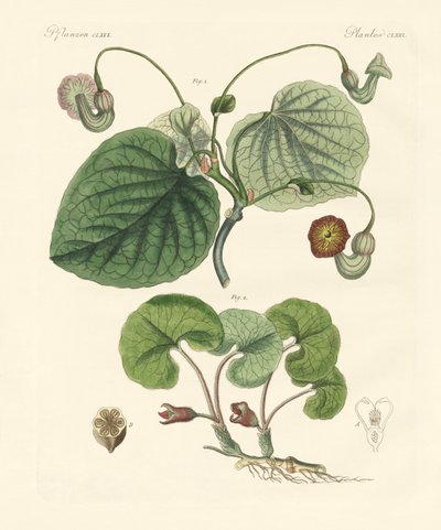 Arten von Aristolochia-Pflanzen von German School