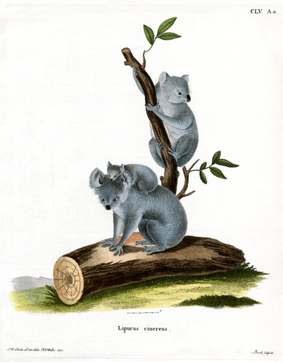 Koala von German School