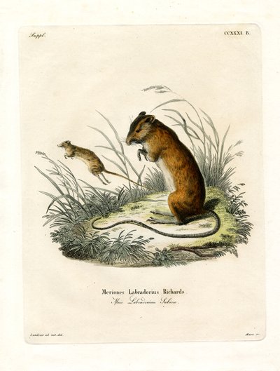 Labrador-Springmaus (farbige Gravur) von German School