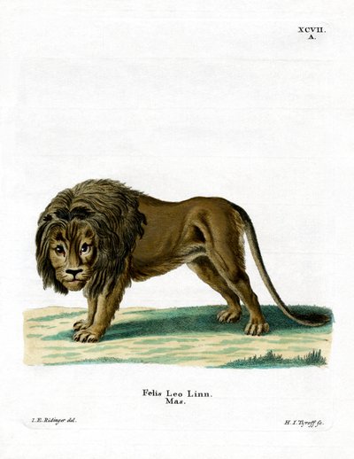 Löwe von German School