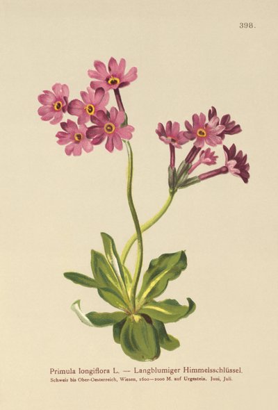 Langblütige Primel (Primula longiflora) von German School