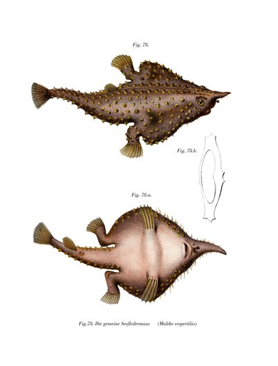 Langnasen-Fledermausfisch von German School